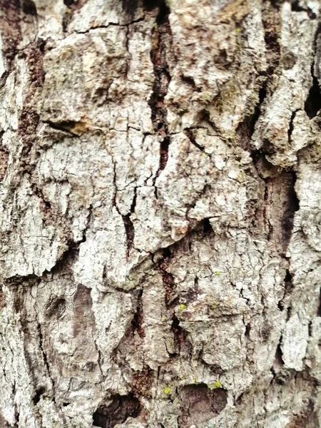 Tekstura Kory Drzewa Tło — Zdjęcie stockowe