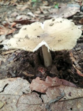 Ormanda büyüyen bir mantar.