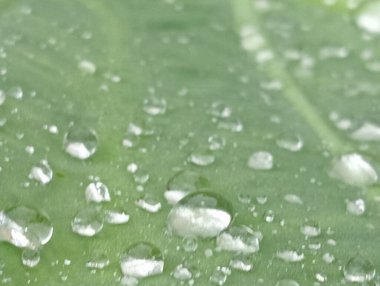 Yağmur durduğunda yaprakların üzerine su damlacıkları düşer..