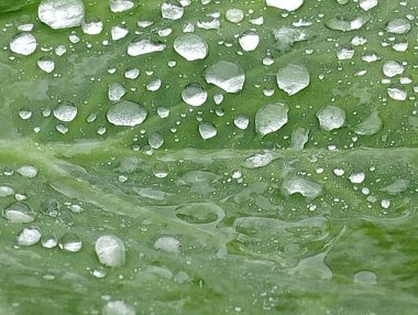 Yağmur durduğunda yaprakların üzerine su damlacıkları düşer..
