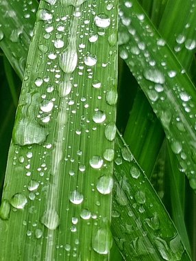 Yağmur durduğunda yaprakların üzerine su damlacıkları düşer..