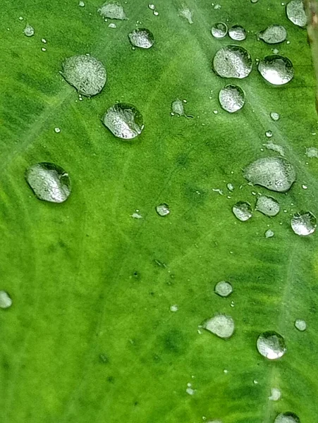 Wassertropfen Auf Blättern Wenn Der Regen Aufhört — Stockfoto