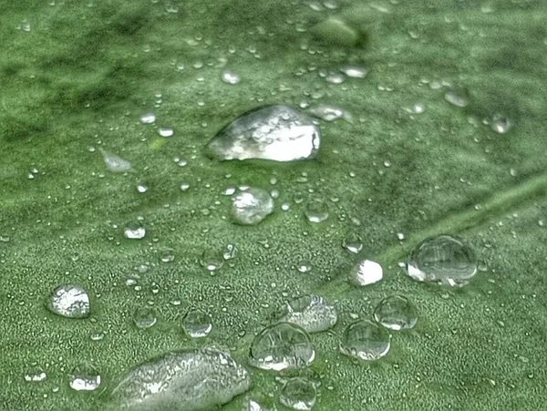 雨が止まると葉の水滴 — ストック写真