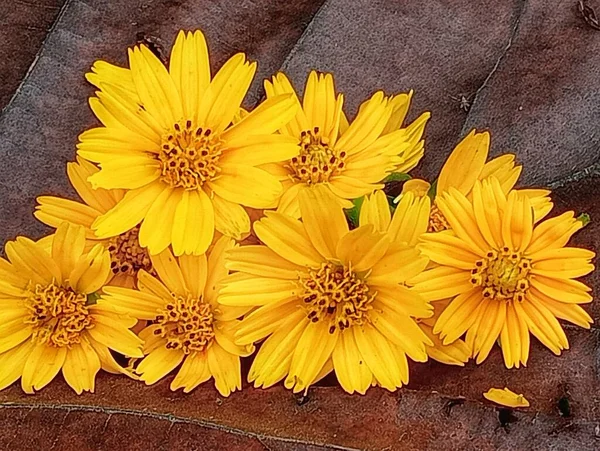 Żółte Kwiaty Przy Drodze — Zdjęcie stockowe