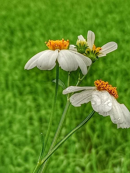 Белые Цветы Дороги — стоковое фото