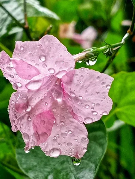 Zabawkowy Kwiat Deszczu — Zdjęcie stockowe