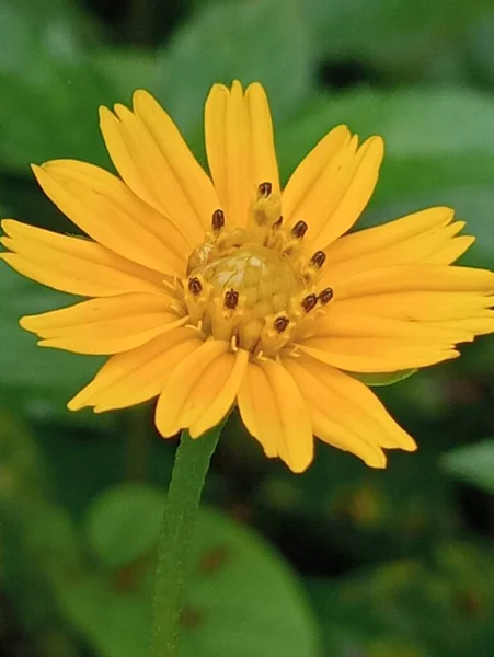 Κίτρινο Λουλούδι Είναι Όμορφο — Φωτογραφία Αρχείου