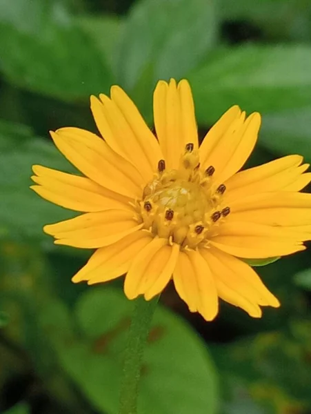 Flor Amarilla Una Hermosa —  Fotos de Stock