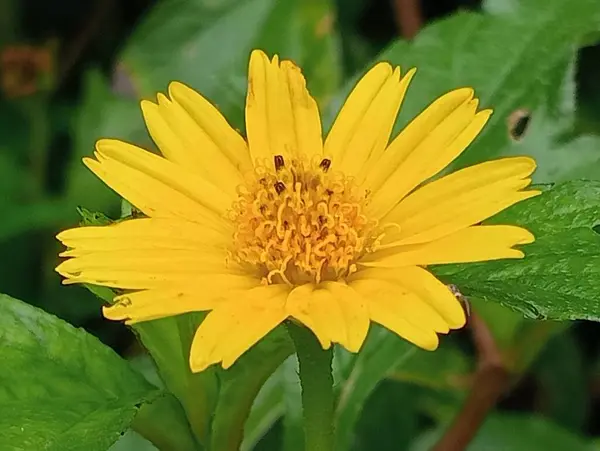 Жовта Квітка Красива — стокове фото