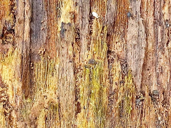 The kind of wood that termites eat.