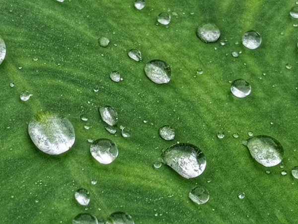 雨が止まると葉の水滴 — ストック写真