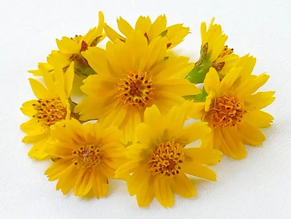 Viele Gelbe Blumen Auf Weißem Hintergrund — Stockfoto