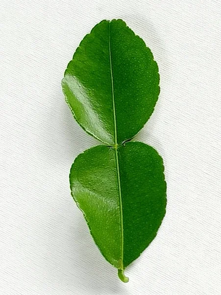Kaffir lime leaves are medicinal plants used to cooking on a white background.