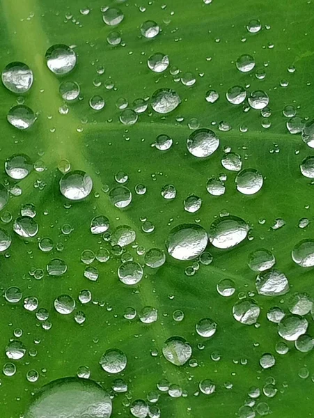 Cuando Llueve Las Hojas Mojan Gotas Agua Las Hojas Cuando — Foto de Stock