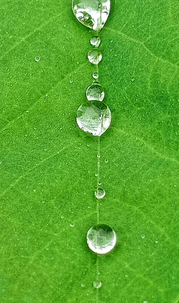 下雨时树叶都湿了 雨停时树叶上的水滴 绿叶上的圆形水滴反射出美丽的光 — 图库照片