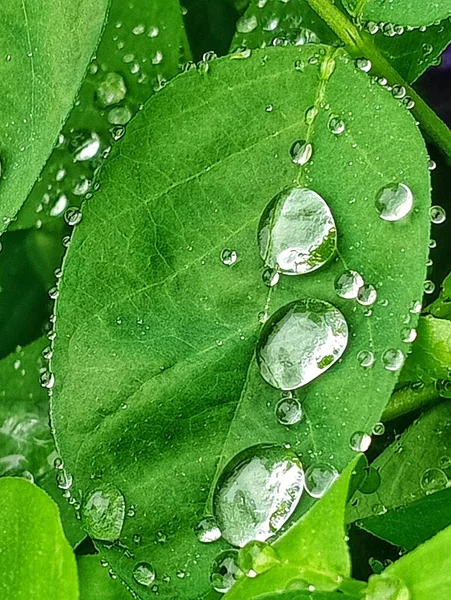 When it rains the leaves get wet. Water droplets on leaves when the rain stops. Round water droplets on the green leaves reflecting the light beautifully.