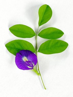 Kelebek çiçeği ve yeşil yapraklar beyaz arka planda.