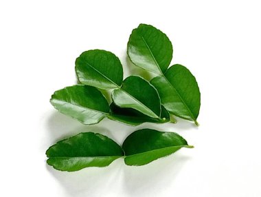 Kafir kireç yaprakları beyaz arka planda yemek pişirmek için kullanılan tıbbi bitkilerdir..