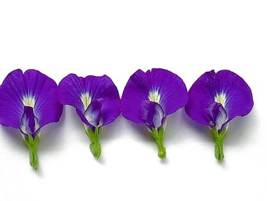 Kelebek bezelye çiçekleri beyaz arka plana yerleştirilmiş. Çiçeklerin yakın plan çekimi..