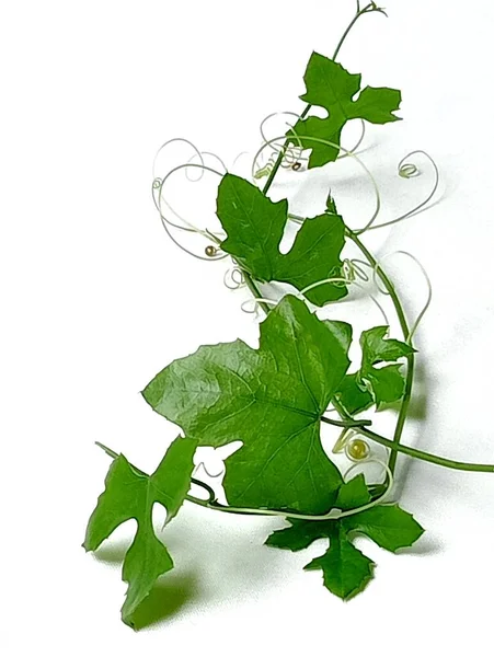SHOTLIST health ivy ground placed on a white background. Ivy ground prevent ischemic heart disease therefore helping to prevent paralysis as well. Close -up shot of the ivy ground.