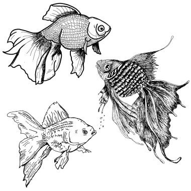 Japon balığı vektör çizimi