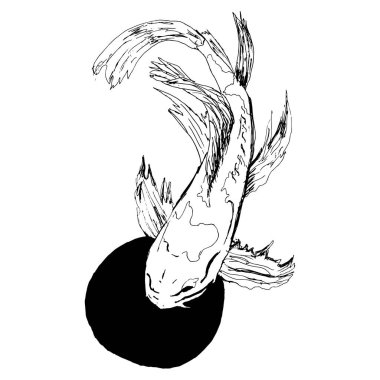 Japon Koi Balık İllüstrasyonu