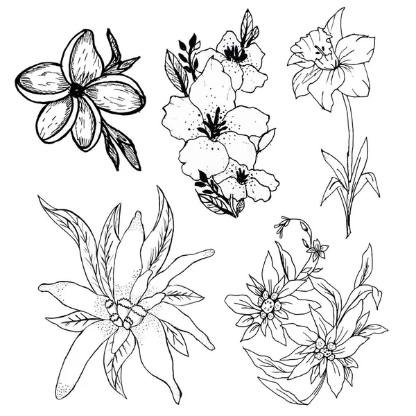 Ensemble Illustrations Vectorielles Fleurs — Image vectorielle