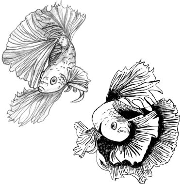 İki betta balığının çizimi