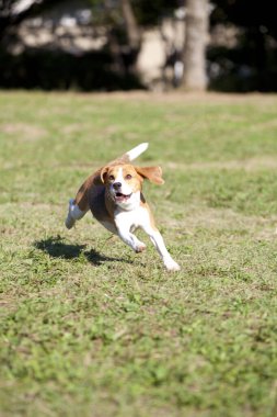 Yeşil çimlerin üzerinde koşan köpek