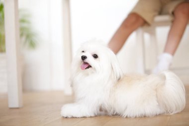 Yavru köpeği yakından çek. Şirin köpeğin stüdyo fotoğrafı.