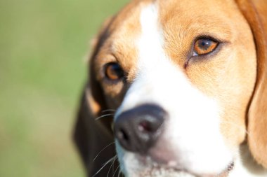 Beagle köpek portresi. Yakından.