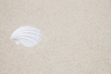 Kumsalda beyaz deniz kabuğu.