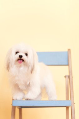 Sandalyedeki beyaz shih tzu köpeği