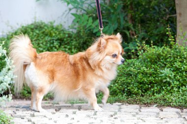 Tasmalı köpek sokakta yürüyor.  