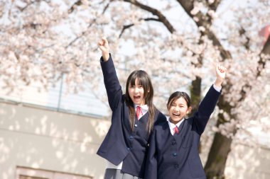 Okul üniformalı genç Japon kızlar bahar parkında kiraz çiçekli.