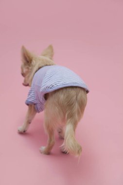 Yavru köpeği yakından çek. Şirin köpeğin stüdyo fotoğrafı.