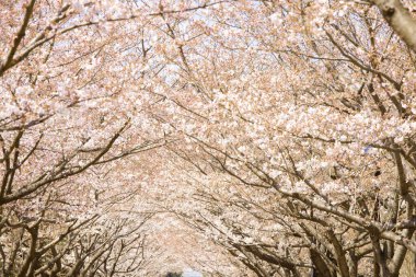 Güzel kiraz çiçekleri açan, bahar parkı manzaralı. 
