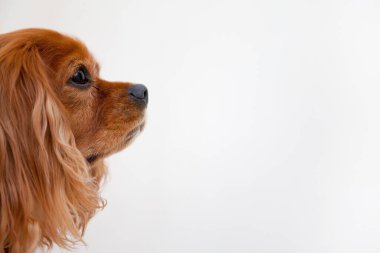 Yavru köpeği yakından çek. Şirin köpeğin stüdyo fotoğrafı.