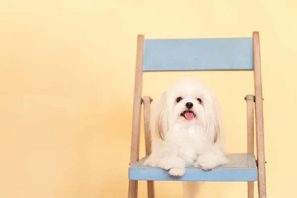 Білий Дзу Собака Стільці — стокове фото