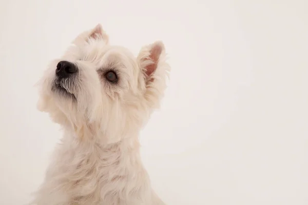 Közelkép Aranyos West Highland Fehér Terrier — Stock Fotó