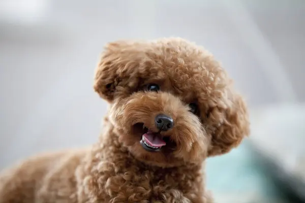 小狗狗的特写镜头 可爱狗的演播室镜头 — 图库照片