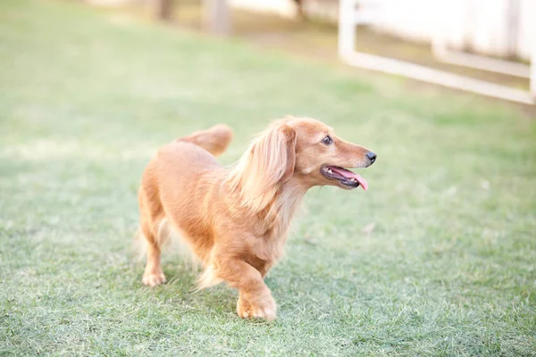 Крупный План Милой Коричневой Собаки Играющей Зеленой Траве — стоковое фото