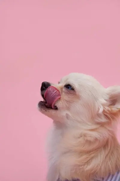 Nahaufnahme Des Kleinen Welpen Studioaufnahme Von Süßem Hund — Stockfoto