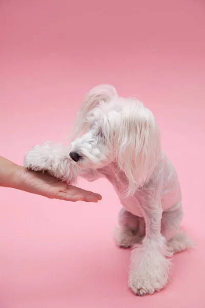 Κοντινό Πλάνο Του Μικρού Κουταβιού Στούντιο Πλάνο Του Χαριτωμένου Σκύλου — Φωτογραφία Αρχείου