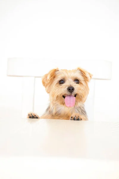 Κοντινό Πλάνο Του Μικρού Κουταβιού Στούντιο Πλάνο Του Χαριτωμένου Σκύλου — Φωτογραφία Αρχείου
