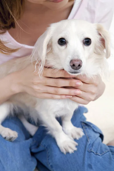 Bellezza Ragazza Giapponese Abbracciando Cagnolino Bianco Studio Girato — Foto Stock