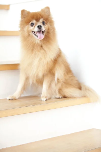 Close Shot Lovely Cute Brown Dog Sitting Steps — Stock Photo, Image