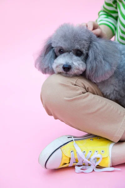 Portrait Beautiful Asian Woman Her Grey Poodle Puppy — Stock Photo, Image