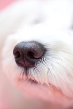 Beyaz kürklü köpek ağızlığını kapat 