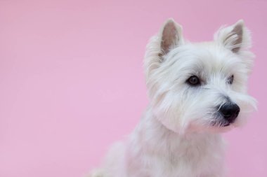 Batı Highland beyaz teriyerinin yakın çekimi.